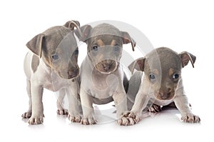 Puppies brazilian terrier in studio