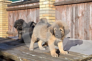 Puppies breed Tibetan Mastiff