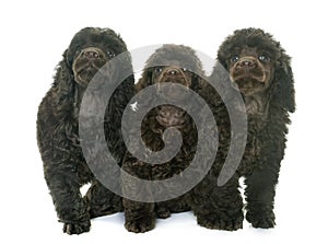 Puppies brown poodles