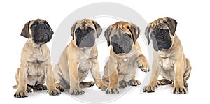 Puppies bullmastiff in studio