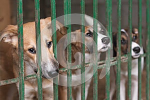 Puppies in the cage