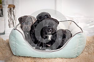 Puppies Cane Corso in the couch