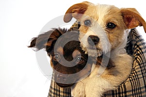 Puppies in a carrier bag