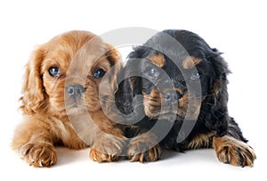 Puppies cavalier king charles