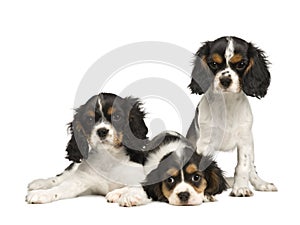 Puppies Cavalier King Charles Spaniel (3 months) photo