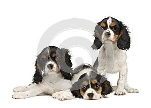 Puppies Cavalier King Charles Spaniel (3 months) photo