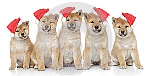 Puppies in Christmas caps on a white background photo