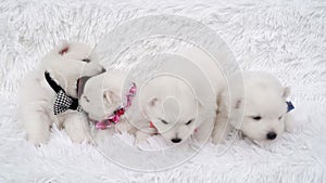 puppies. cute Japanese spitz with bows around their necks sitting on blanket