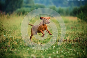 Puppies cute vyzhla, red dog running in the autumn field