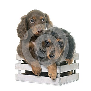 Puppies dachshund in studio