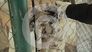 Puppies dogs in shelter behind fence waiting to be rescued and adopted to new home. Cute puppy seeking attention in