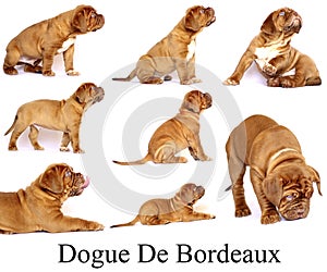 Puppies Dogue de Bordeaux