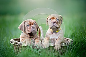 Puppies dogue de bordeaux