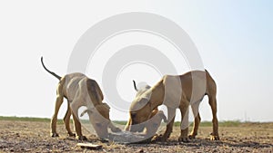 Puppies drinking water stray India wild alone dog