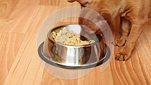 Puppies eat dry food from a bowl. Little hungry puppies. Taking care of pets.