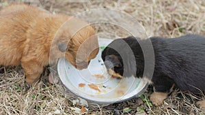 puppies eat from a plate