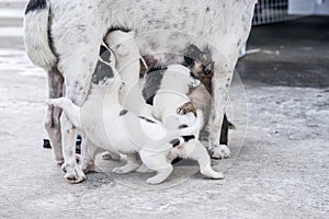 Puppies are eating breast milk