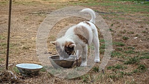 Puppies are eating food on their plate.