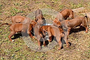 Puppies feeding together