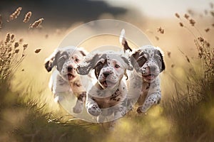 puppies in a field, running and playing together