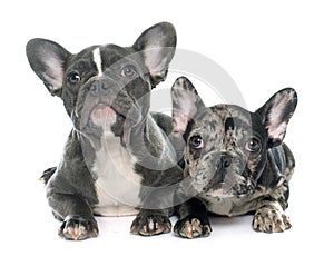 Puppies french bulldog