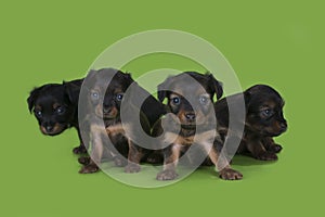 Puppies frolic on the green isolated background