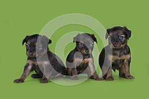 Puppies frolic on the green isolated background