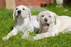 Puppies in the garden