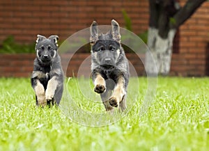 Puppies of the German Shepherd