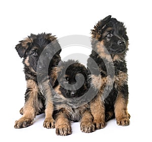 Puppies german shepherd
