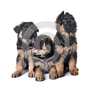 Puppies german shepherd