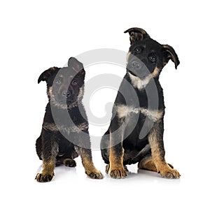 Puppies german shepherd
