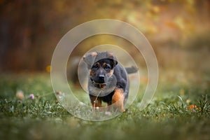 Puppies of german shepherd dog in an autumn park