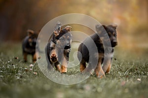 Puppies of german shepherd dog in an autumn park