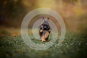 Puppies of german shepherd dog in an autumn park