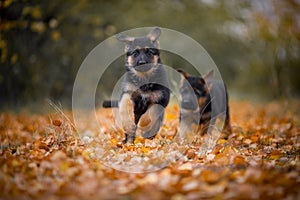 Puppies of german shepherd dog in an autumn park