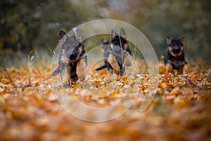 Puppies of german shepherd dog in an autumn park