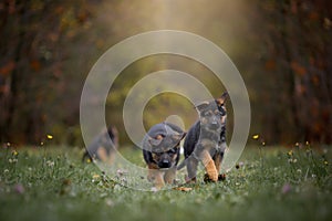 Puppies of german shepherd dog in an autumn park