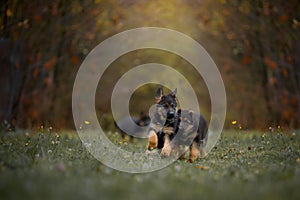 Puppies of german shepherd dog in an autumn park