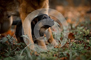 Puppies of german shepherd dog in an autumn park