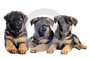 Puppies german shepherds