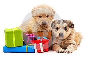 Puppies and gifts