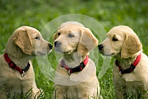 Puppies of golden retriever photo