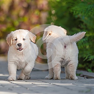 Puppies of Golden retriever