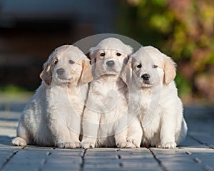 Puppies of Golden retriever