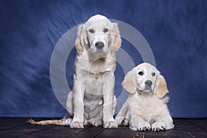 Puppies Golden Retriever