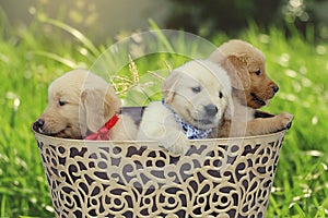 Puppies Golden Retriever dog