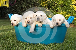 Puppies having a summer bath