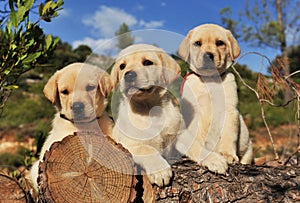 Puppies labrador retriever