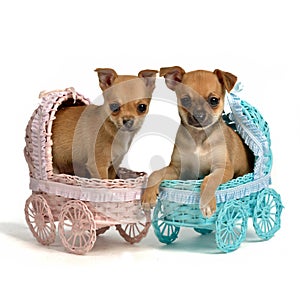 Puppies male and in baby carriages